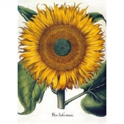 Karnet B6 z kopertą Sunflower