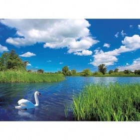 Puzzle 500 Piękny łabędź (142309)