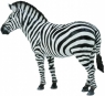  Zebra pospolitaWiek: 3+