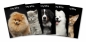 Brulion A4/96k Kitty&Dog (IMP-400136021)