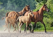 Puzzle 2000 Purebred Arabians (200313) - Opracowanie zbiorowe