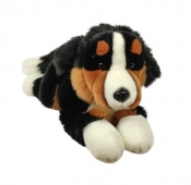 Pies Berneński 30cm