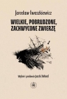 Wielkie pobrudzone zachwycone zwierzę Iwaszkiewicz Jarosław