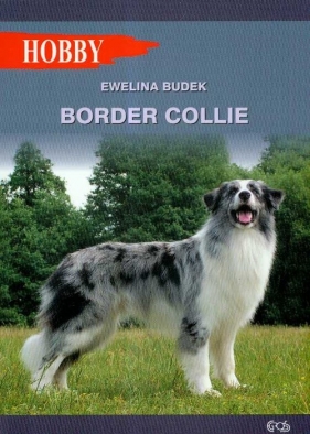 Border collie - Budek Ewelina