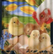 Pocztówka 3D Wielkanocne kurczaczki