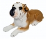  Pies buldog