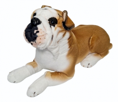 Pies buldog