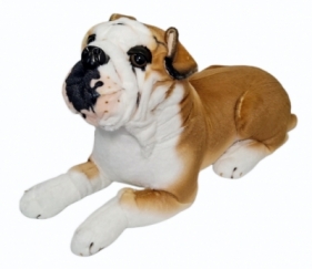Pies buldog