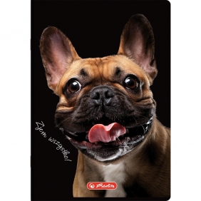 Zeszyt Crazy Animal A5/80k kratka z marginesem, 1 szt