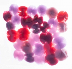 Pompony koronkowe 6 kolorów Astra Creativo, 30 sztuk