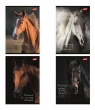 Zeszyt A5/60k kratka Wild Heart (10szt)