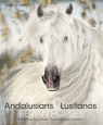 Andalusians Lusitanos Gabriele Boiselle