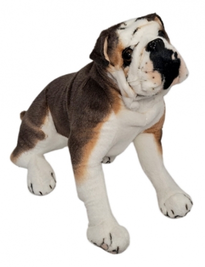 Pies buldog