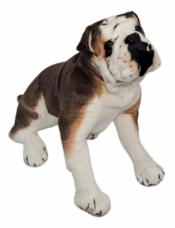 Pies buldog
