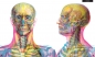 Gabinet anatomii - Carnovsky, Kate Davies