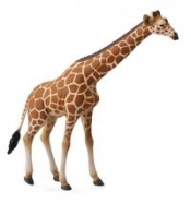 Żyrafa siatkowana (004-88534)