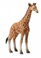 Żyrafa siatkowana młoda L (004-88535)