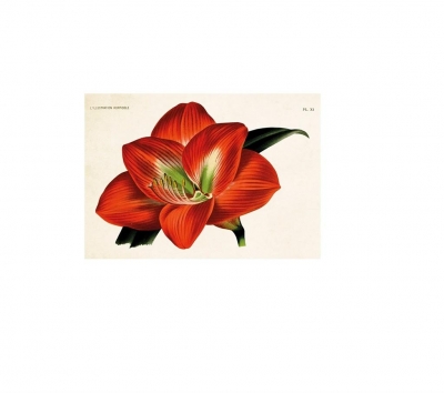 Karnet ST335 B6 + koperta Amarylis kwiat