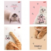 Zeszyt A5/60k kratka Purrfect Moments (10szt)