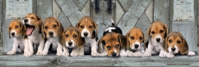 Puzzle Panorama High Quality Collection 1000: Beagles (39435)