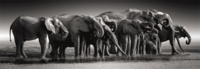 Puzzle - Panorama HQ Herd of Giants, 1000 el.
