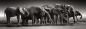 Puzzle - Panorama HQ Herd of Giants, 1000 el.
