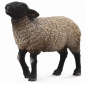 Owca suffolk M