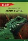 Agama błotna Pawłowska Agata