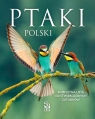 Ptaki Polski Kompletna lista 450 stwierdzonych gatunków Marchowski Dominik