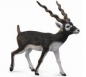 Antylopa Blackbuck L