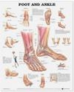 Foot and Ankle Anatomical Chart Anatomical Chart Company