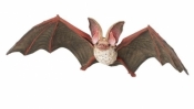 Nietoperz
