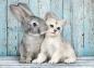 Puzzle - Compact Cat & Bunny, 500 el.