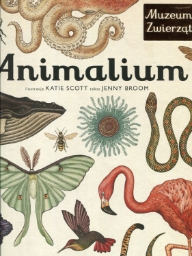 Animalium. (Uszkodzona okładka) - Broom Jenny