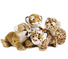 Gepard - Małe dzikie zwierzęta