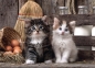 Puzzle High Quality Collection 1000: Lovely Kittens (39340)