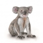 Miś Koala