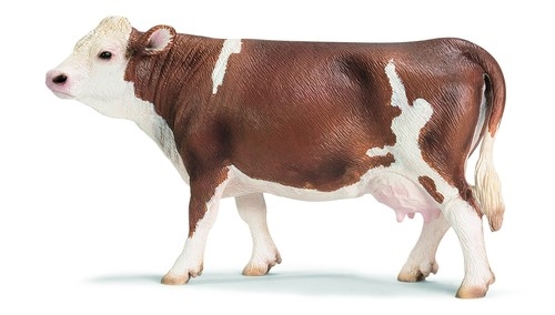 Krowa rasy Simmental (13641)
