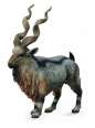 Tadjik Markhor