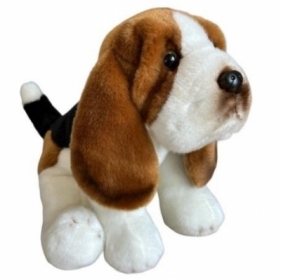 Basset siedzący 30cm