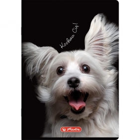 Herlitz, Zeszyt do słówek A6/16k. kratka - Crazy Animal, 1 szt.