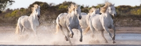 Puzzle 1000 High Quality Collection: Panorama Running Horses (39441)