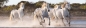 Puzzle 1000 High Quality Collection: Panorama Running Horses (39441)