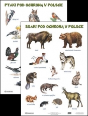 Plansza Ssaki pod ochroną w Polsce Ptaki pod ochroną w Polsce (Lekkie uszkodzenie laminatu)