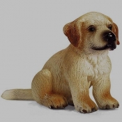 Golden Retriver szczeniak (16342) - <br />
