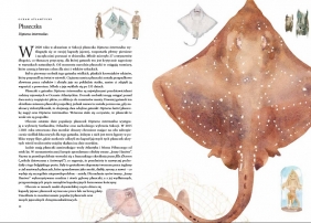 Dookoła świata. 80 ryb i innych stworzeń morskich - Helen Scales, George Marcel