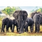 Puzzle 1000: Afrykańskie słonie (10442)