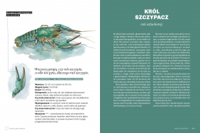 Głupie robaki i inne takie Polski - Marek Maruszczak