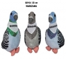 Gołąb Warszawa 22cm MIX