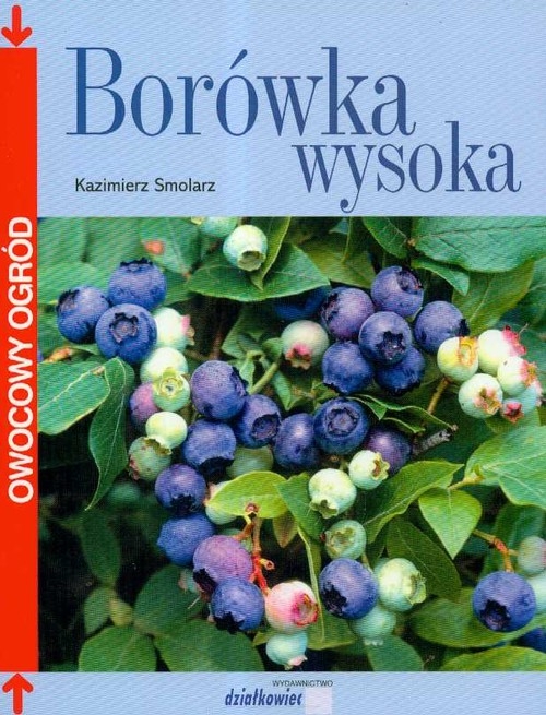 Borówka wysoka